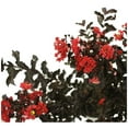 thumbnail image 1 of Red Hot Black Diamond Crape Myrtle, 1 of 1