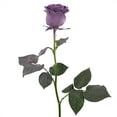 thumbnail image 4 of Member's Mark Farm Fresh Velvet Roses, choose color and stem count, 4 of 7