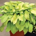 thumbnail image 5 of Member's Mark Hosta Combo Pizzazz & August Moon Dormant Bulbs, 6pk, 5 of 9