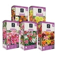 thumbnail image 4 of Member's Mark Boxed Spring Flower Bulbs, 4 of 7
