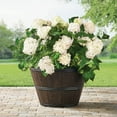 thumbnail image 1 of Member's Mark 22" Wine Barrel Planter, 1 of 5