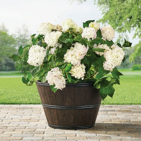 Member's Mark 22" Wine Barrel Planter