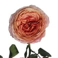 thumbnail image 1 of Member's Mark Garden Roses, 36 stems, Choose color variety, 1 of 6