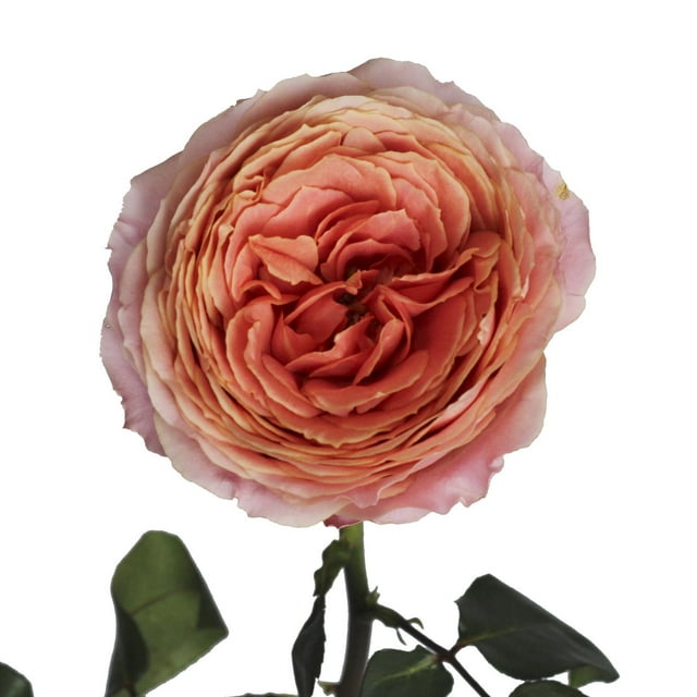 Member's Mark Garden Roses, 36 stems, Choose color variety