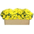 thumbnail image 1 of Garden Mum Multipack Box - 3 pack, 1 of 1