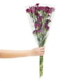 thumbnail image 2 of Member's Mark Mini Carnations, Choose color and stem count, 2 of 6