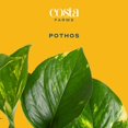 thumbnail image 2 of Costa Farms Live 6" Golden Pothos in Self-Watering Pot, 2 of 9