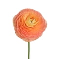 thumbnail image 3 of Ranunculus, 60 stems, choose color, 3 of 6
