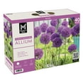 thumbnail image 1 of Member's Mark Allium Purple Sensation Dormant Bulbs, 40pk, 1 of 9