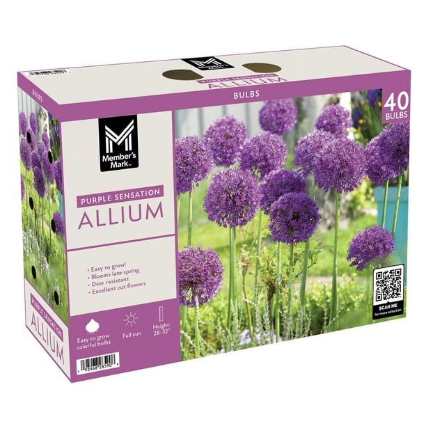 Member's Mark Allium Purple Sensation Dormant Bulbs, 40pk