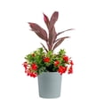 thumbnail image 3 of Costa Farms Live 10" Assorted Tropical Flowering Patio Combo, 3 of 10