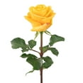 thumbnail image 4 of Member's Mark Ecuadorian Premium Roses, choose color variety and stem count, 4 of 6