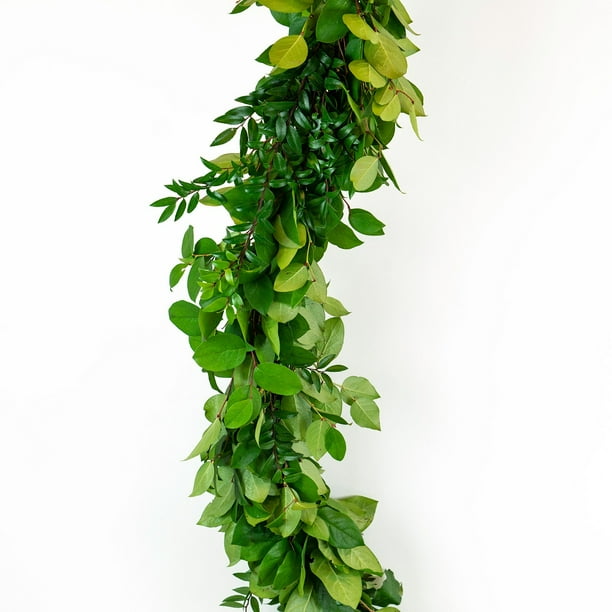 xxl olivenbaum Olea Europaea Cultivo verzweigt – 210cm