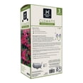 thumbnail image 2 of Member's Mark Clematis Rouge Cardinal Dormant Bulbs, 3pk, 2 of 9