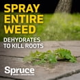 thumbnail image 8 of Spruce Weed & Grass Killer Kit, 1 Power Spray Starter Kit and 1 Refill, 64oz x 64oz, 8 of 10