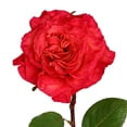 thumbnail image 4 of Member's Mark Garden Roses, 36 stems, Choose color variety, 4 of 6
