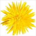 thumbnail image 2 of Member's Mark Painted Mums, 100 stems, Choose color, 2 of 2