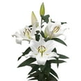 thumbnail image 2 of Member's Mark Oriental Trumpet Lilies, Choose color and stem count, 2 of 2