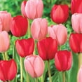 thumbnail image 2 of Member's Mark Tulip Impression Blend Dormant Bulbs, 40pk, 2 of 8