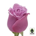 thumbnail image 5 of Member's Mark Fair Trade Roses, 75 stems, Choose color variety, 5 of 5