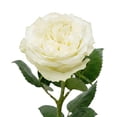 thumbnail image 2 of Member's Mark Garden Roses, 36 stems, Choose color variety, 2 of 6