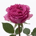 thumbnail image 3 of Member's Mark Garden Roses, 36 stems, Choose color variety, 3 of 6