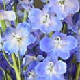 thumbnail image 3 of Member's Mark Sea Waltz Hybrid Delphinium, choose stem count, 3 of 5