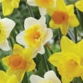 thumbnail image 4 of Member's Mark Daffodil Mix Dormant Bulbs, 40pk, 4 of 9
