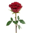 thumbnail image 2 of Member's Mark Ecuadorian Premium Roses, choose color variety and stem count, 2 of 6