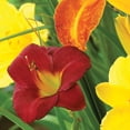 thumbnail image 4 of Member's Mark Daylily Blend Dormant Bulbs, 9pk, 4 of 9