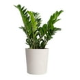 thumbnail image 1 of Costa Farms 10" ZZ Tropical Plant in Decorative Pot, 1 of 6