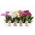thumbnail image 1 of Live 2.5" Multi-Color Mini Orchids in Ceramic Pot, 12 Pack, 1 of 6