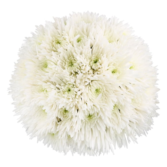 Member's Mark Spider Mums, choose color and stem count