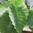 thumbnail image 4 of Member's Mark Elephant Ear Dormant Bulbs, 8pk, 4 of 9