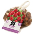 thumbnail image 1 of Member's Mark Tulip Red Impression Dormant Bulbs, 45pk, 1 of 7