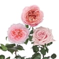 thumbnail image 2 of Member's Mark Garden Roses, 36 stems, Choose color variety, 2 of 7