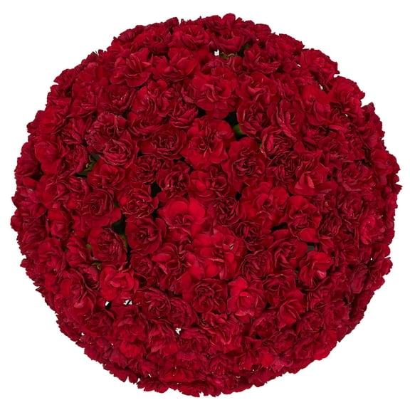 Member's Mark Mini Carnations, Choose color and stem count