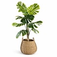 thumbnail image 1 of Artificial 5.5' Split Leaf Plant in a Neutral Handwoven Handled Basket, 1 of 5