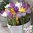 thumbnail image 5 of Member's Mark Crocus Mix Dormant Bulbs, 75pk, 5 of 9