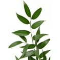 thumbnail image 1 of Member's Mark Italian Ruscus, Choose stem count, 1 of 3