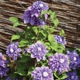 thumbnail image 5 of Member's Mark Clematis Vagabound & Multi Blue Dormant Bulbs, 3pk, 5 of 10
