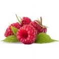 thumbnail image 2 of West Virginia Fruit and Berry Wild & Wonderful Raspberry (750 ml), 2 of 3
