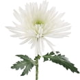 thumbnail image 4 of Member's Mark Spider Mums, choose color and stem count, 4 of 7