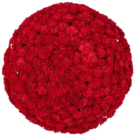 Member's Mark Mini Carnations, Choose color and stem count