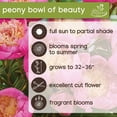 thumbnail image 6 of Member's Mark Peonies Bowl of Beauty & Margaret Truman Dormant Bulbs, 3pk, 6 of 10