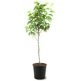 thumbnail image 1 of Hood Pear Tree, #5 Pot, 1 of 2
