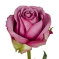 thumbnail image 3 of Member's Mark Roses and Petals Combo, 75 stems+ 2,000 petals, choose color, 3 of 4