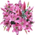 thumbnail image 1 of Member's Mark Oriental Trumpet Lilies, Choose color and stem count, 1 of 5