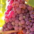 thumbnail image 5 of Member's Mark Grape Seedless Candice & Concord, 2pk, 5 of 10