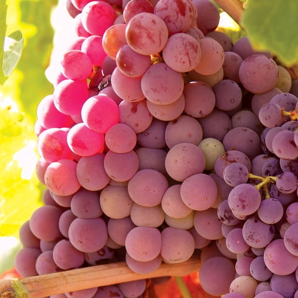 Member's Mark Grape Seedless Candice & Concord, 2pk - Samsclub.com Member's Mark Grape Seedless Candice & Concord, 2pk - Samsclub.com